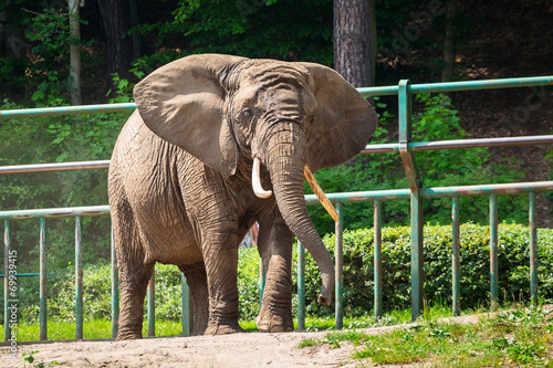 African elephant in the zoo