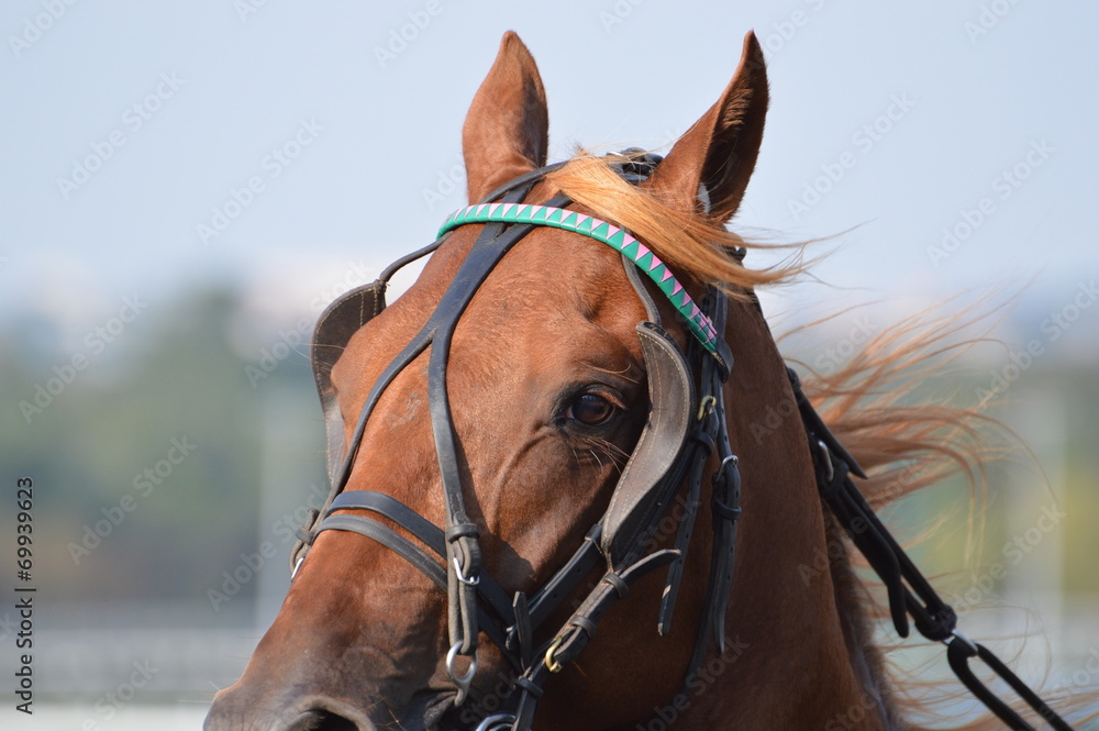 Fototapeta premium trotteur