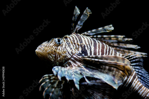 Lionfish  head shot