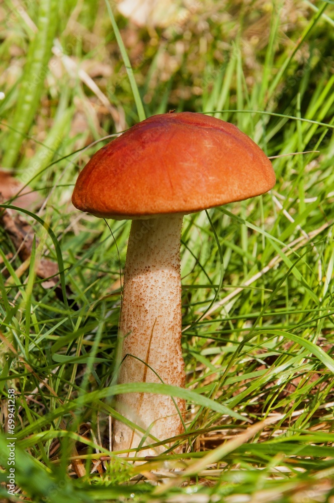 Aspen mushroom. Orange-cap boletus in the autumn forest Aspen mushroom. Orange-cap boletus in the autumn forest
