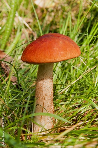 Aspen mushroom. Orange-cap boletus in the autumn forest