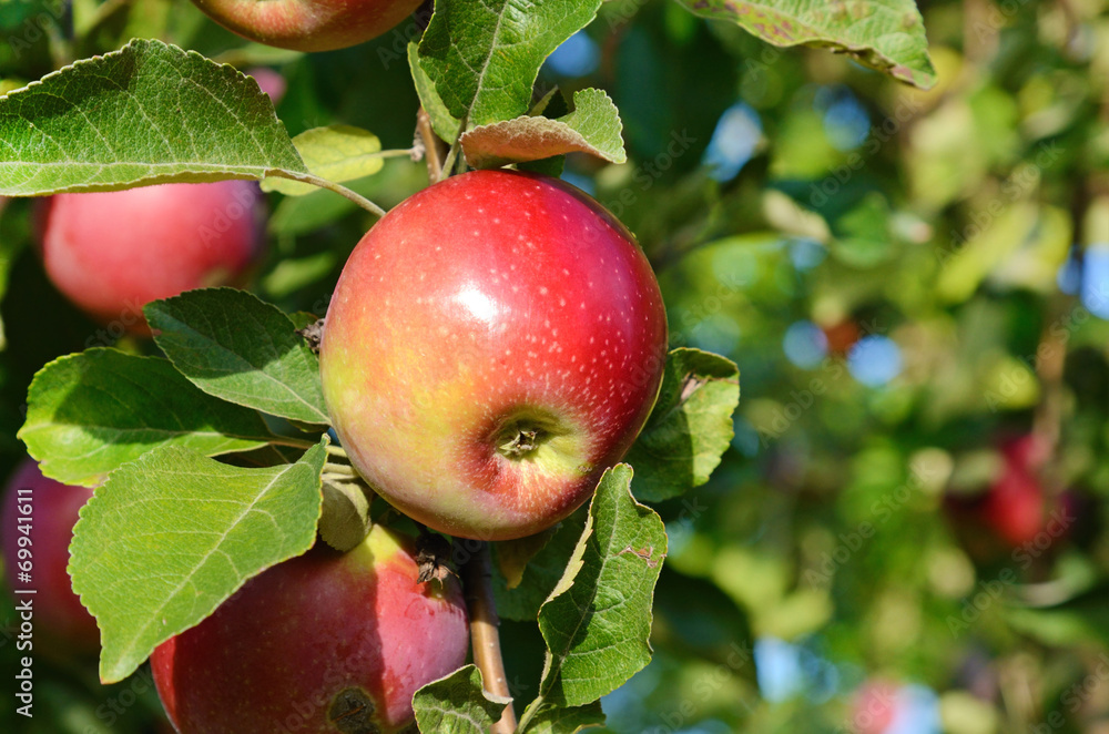 Fresh ripe apple on apple tree branch in the garden close up