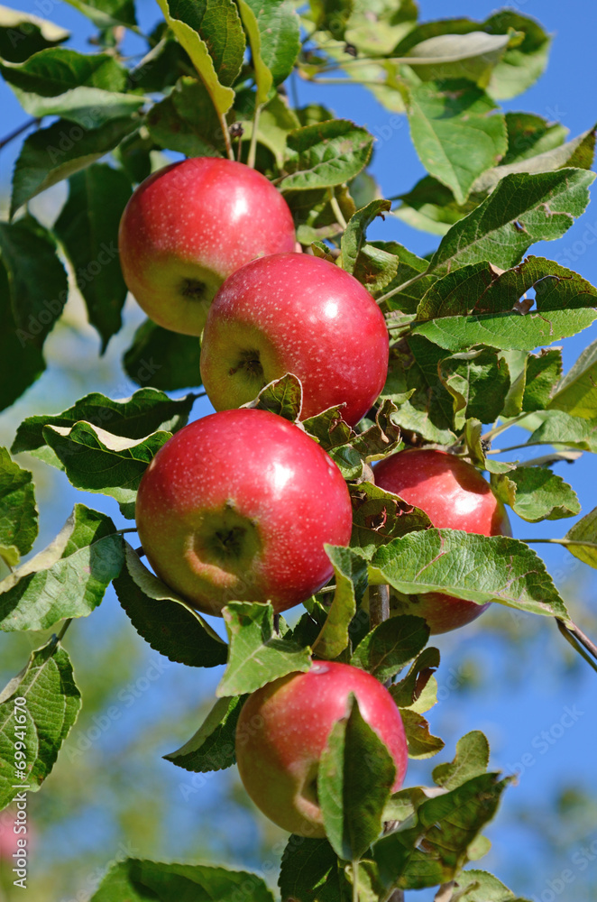 Fresh ripe apples on apple tree branch in the garden