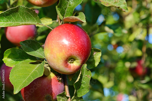 Obraz na płótnie Fresh ripe apple on apple tree branch in the garden close up w salonie