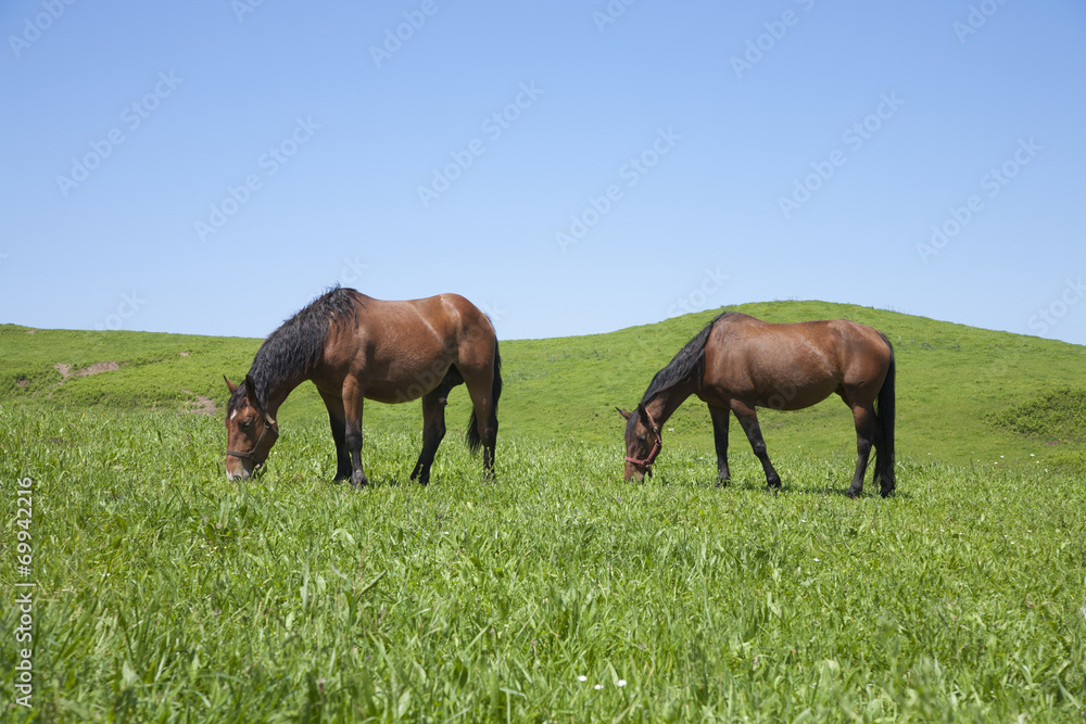 two horses grazing