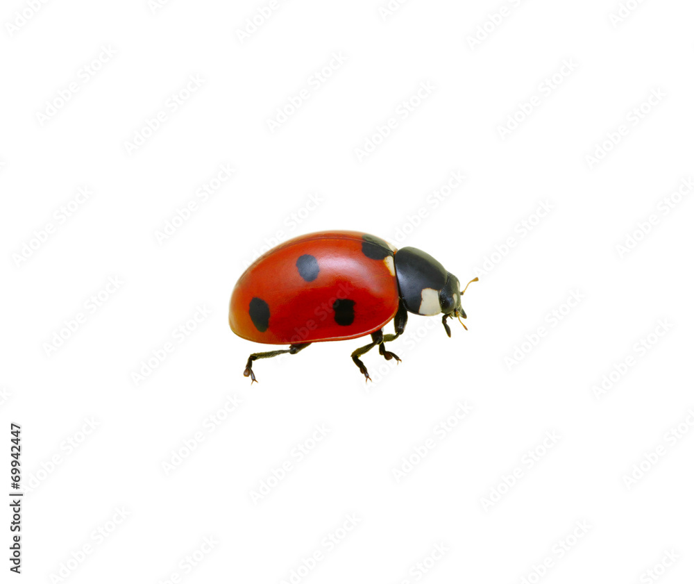Naklejka premium Ladybug