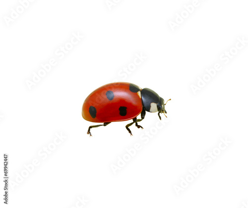 Ladybug