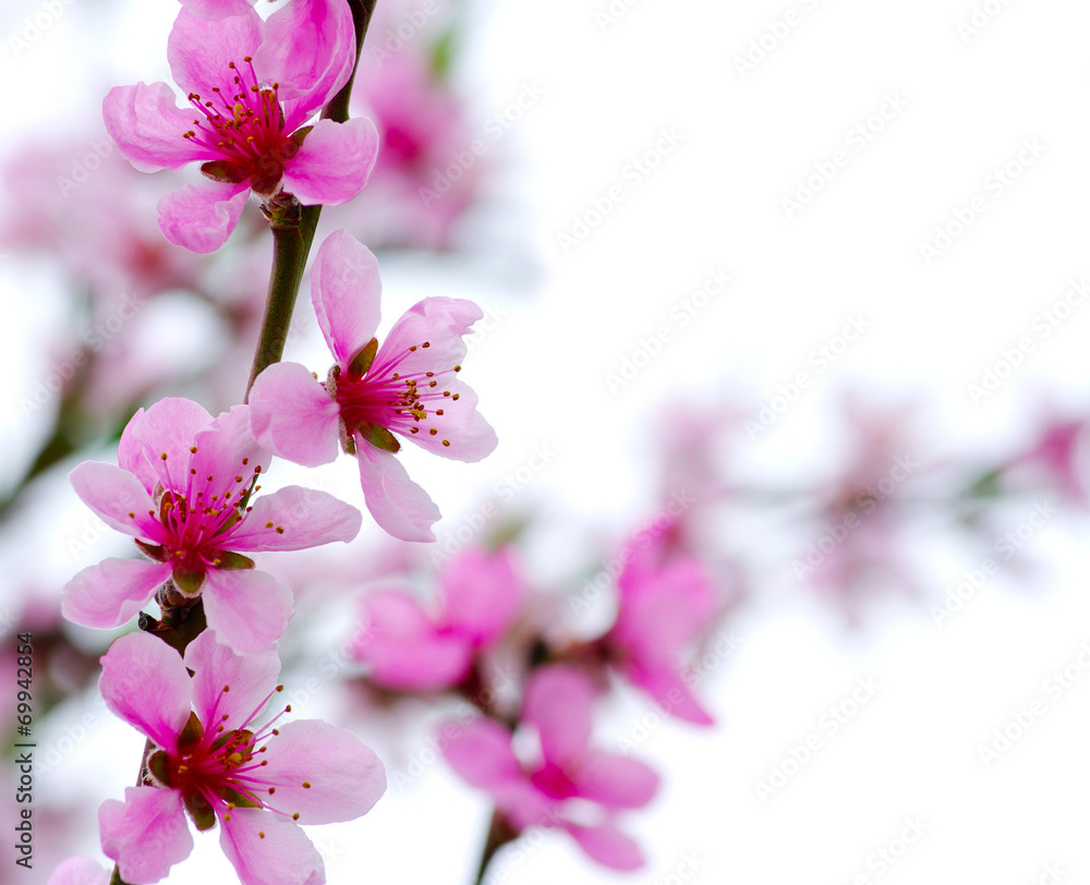 pink blossoms - obrazy, fototapety, plakaty 