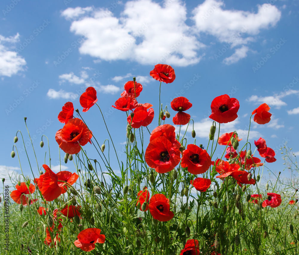 Obraz premium red poppies