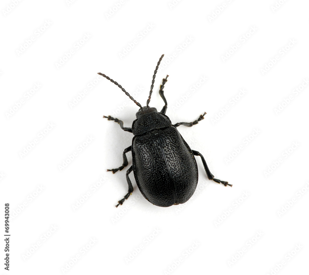 black beetle black beetle