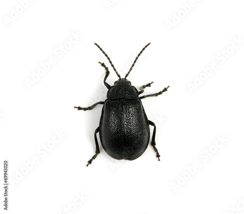 black beetle © Alekss