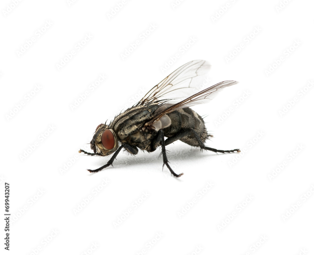 macro of fly macro of fly