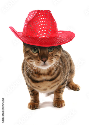 Fototapeta Naklejka Na Ścianę i Meble -  Rosetted Bengal Cat