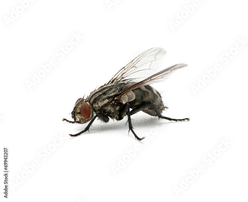 macro of  fly © Alekss