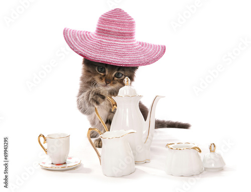 Fototapeta Naklejka Na Ścianę i Meble -  High tea asian kitten cat