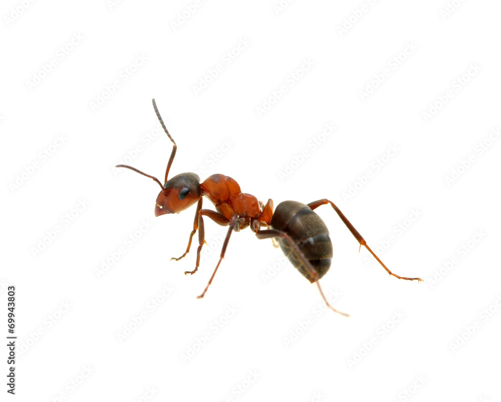 Ant on white Ant on white