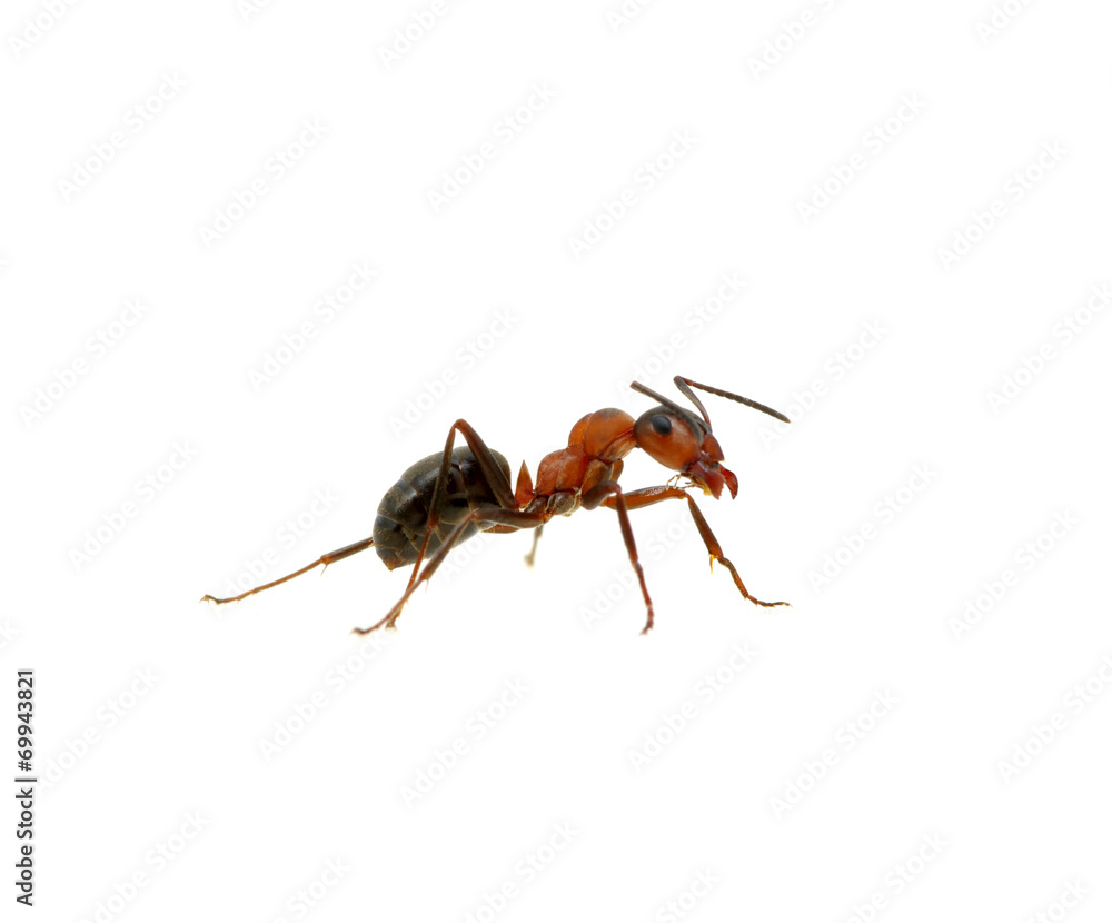 Ant on white Ant on white