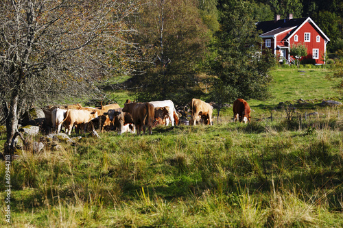 old red farm with grazing cows, cattle in a rural surrounding