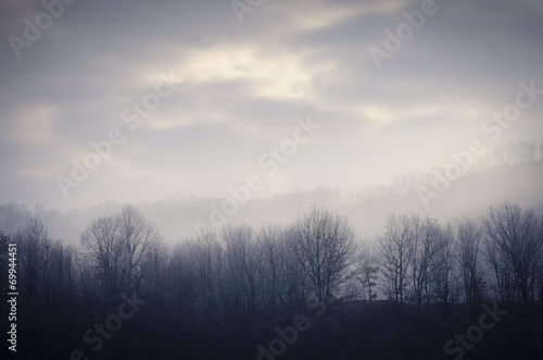 frozen forest in cold morning with mist and clouds on the sky