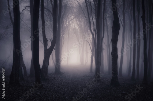 path through a dark forest at night
