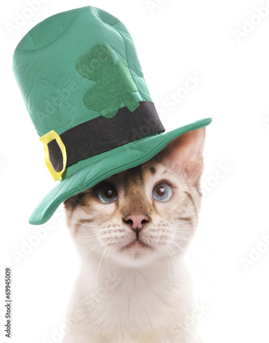 Fototapeta Naklejka Na Ścianę i Meble -  Blue eyed snow marbled bengal cat