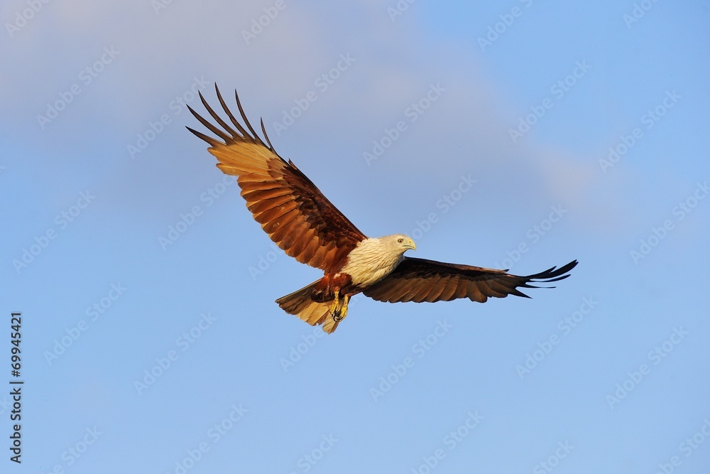 Obraz premium Brahminy Kite
