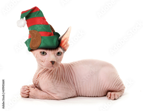 Fototapeta Naklejka Na Ścianę i Meble -  sphinx elf cat