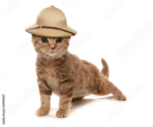 Fototapeta Naklejka Na Ścianę i Meble -  kitten wearing a safair jungle explorers hat