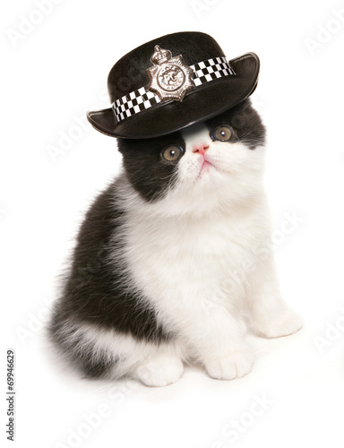 Fototapeta Naklejka Na Ścianę i Meble -  Kitten wearing womens police hat