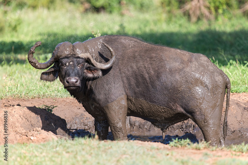 Cape buffalo mud play in mud to cool down protect from insects