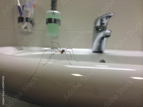 spider in the city