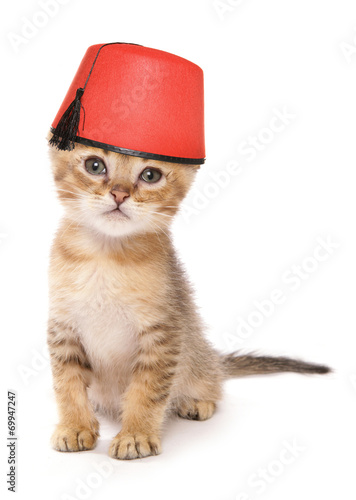 Fototapeta Naklejka Na Ścianę i Meble -  asian kitten wearing a fez hat studio cutout