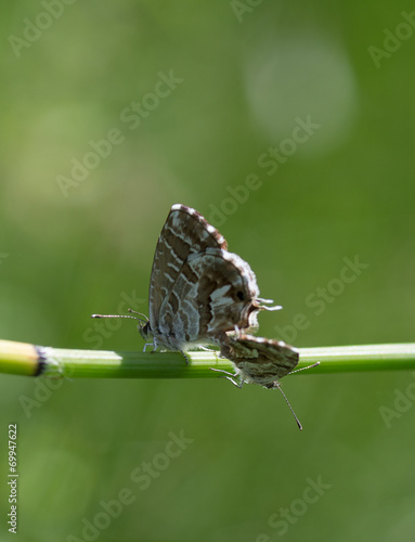 Reproduction des papillons photo