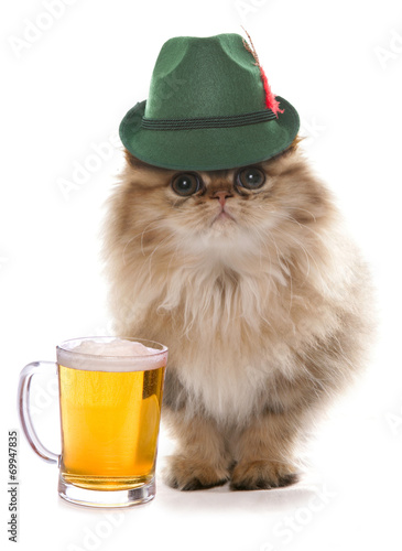 Fototapeta Naklejka Na Ścianę i Meble -  persian cat wearing bavarian beer festival hat