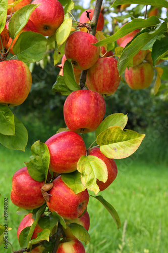 Apfelbaum- Apple Tree