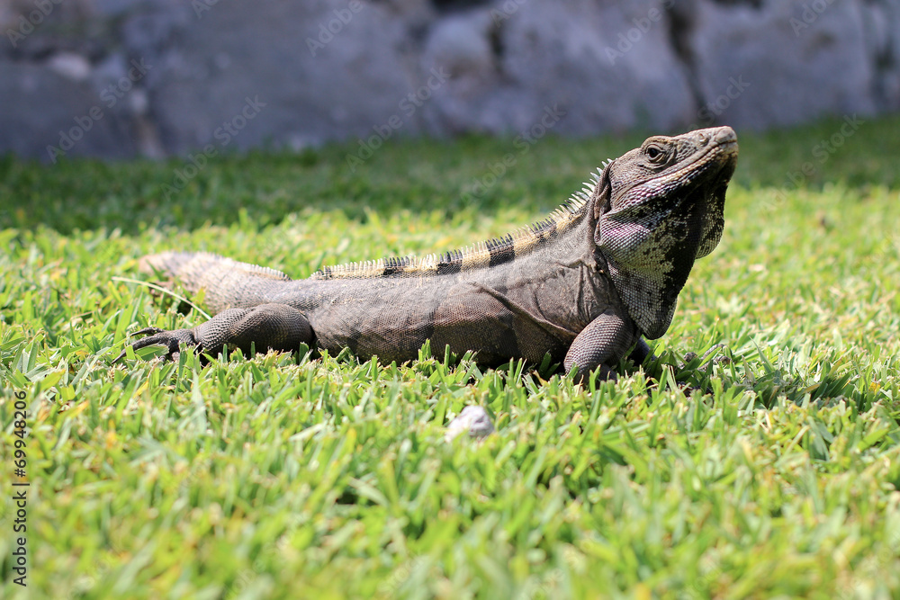 Obraz premium leguan