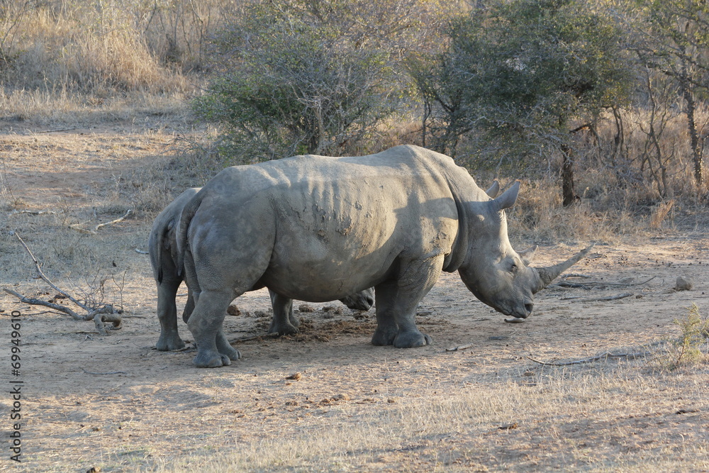 Fototapeta premium Rinoceronte