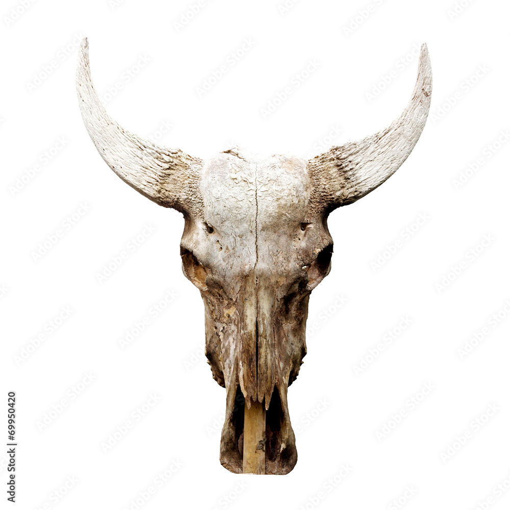 Fototapeta premium His cow bone