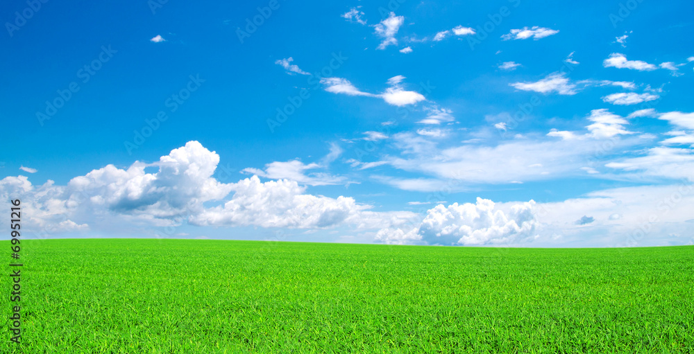 Obraz premium field