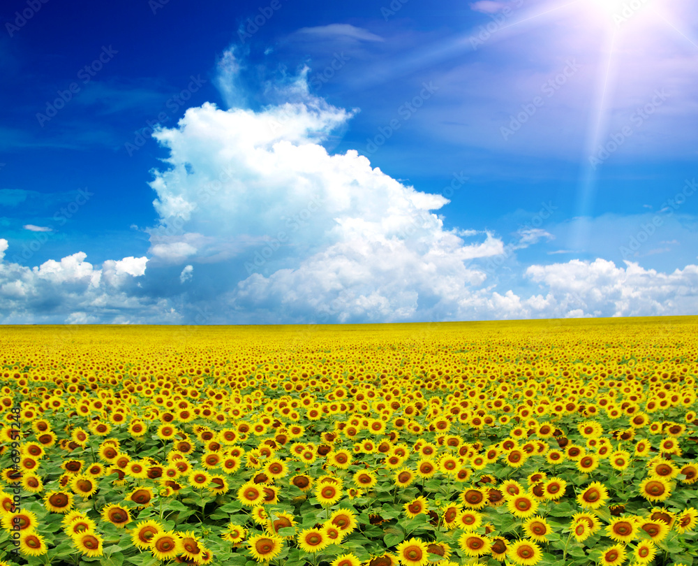 green field green field