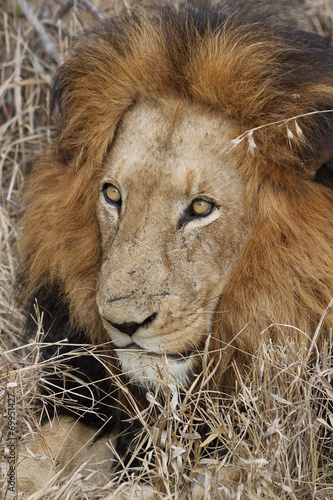 Lo sguardo del leone photo