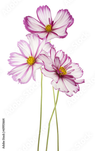 Fototapeta Naklejka Na Ścianę i Meble -  cosmos