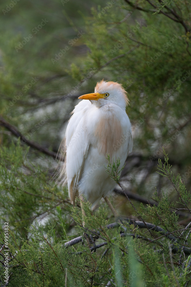 Obraz premium Kuhreiher, Cattle egret, Bubulcus ibis