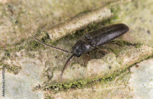 Male False click beetle, Microrhagus pygmaeus, Eucnemidae