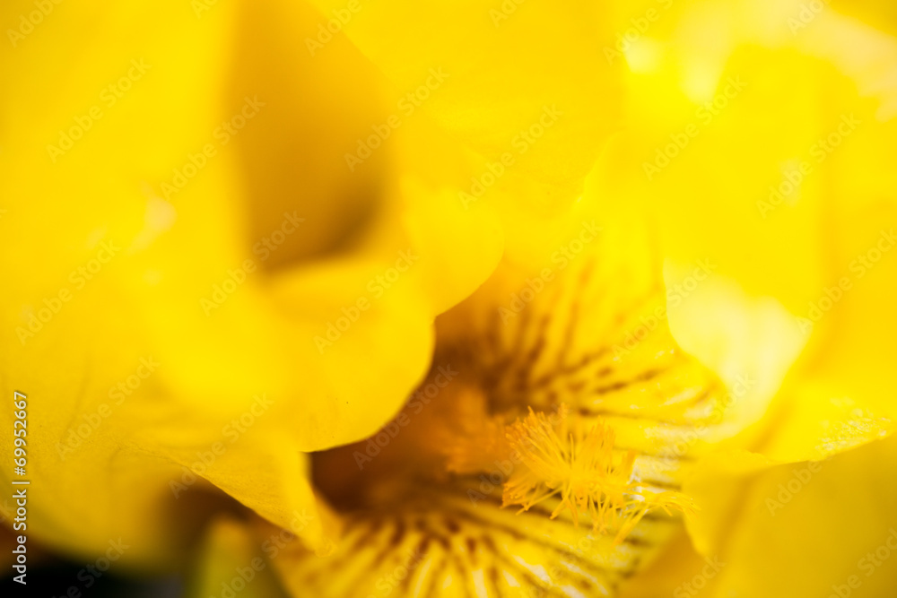 Fototapeta premium Yellow iris flower