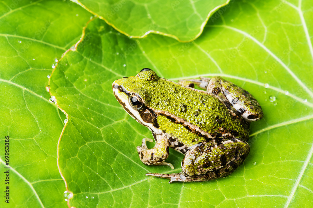 Fototapeta premium rana esculenta - common european green frog on a dewy leaf