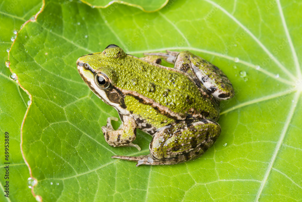 rana esculenta - common european green frog on a dewy leaf rana esculenta - common european green frog on a dewy leaf