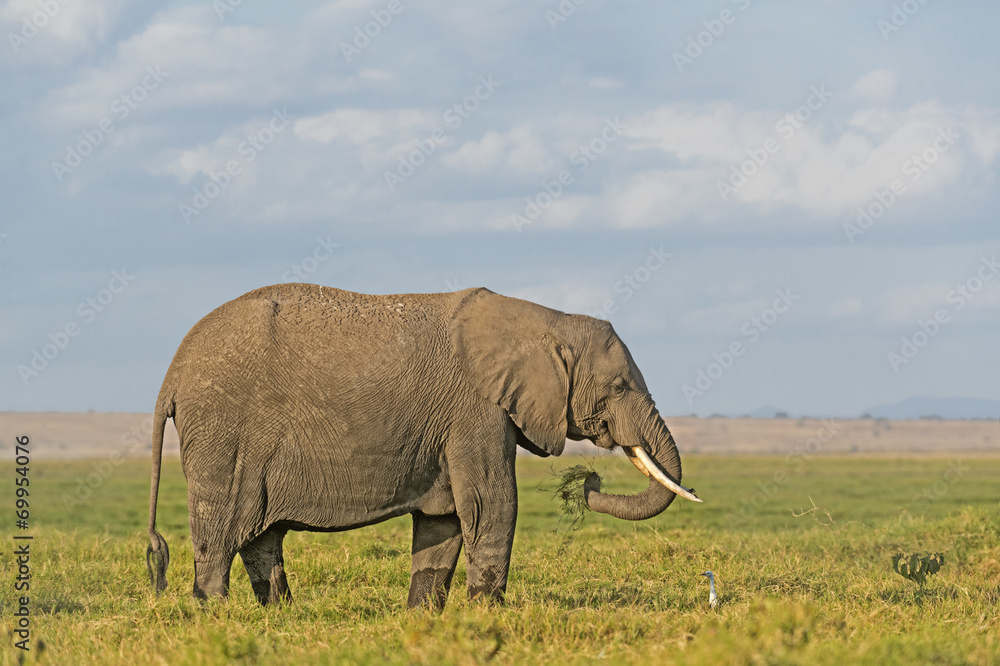 Fototapeta premium African Elephant