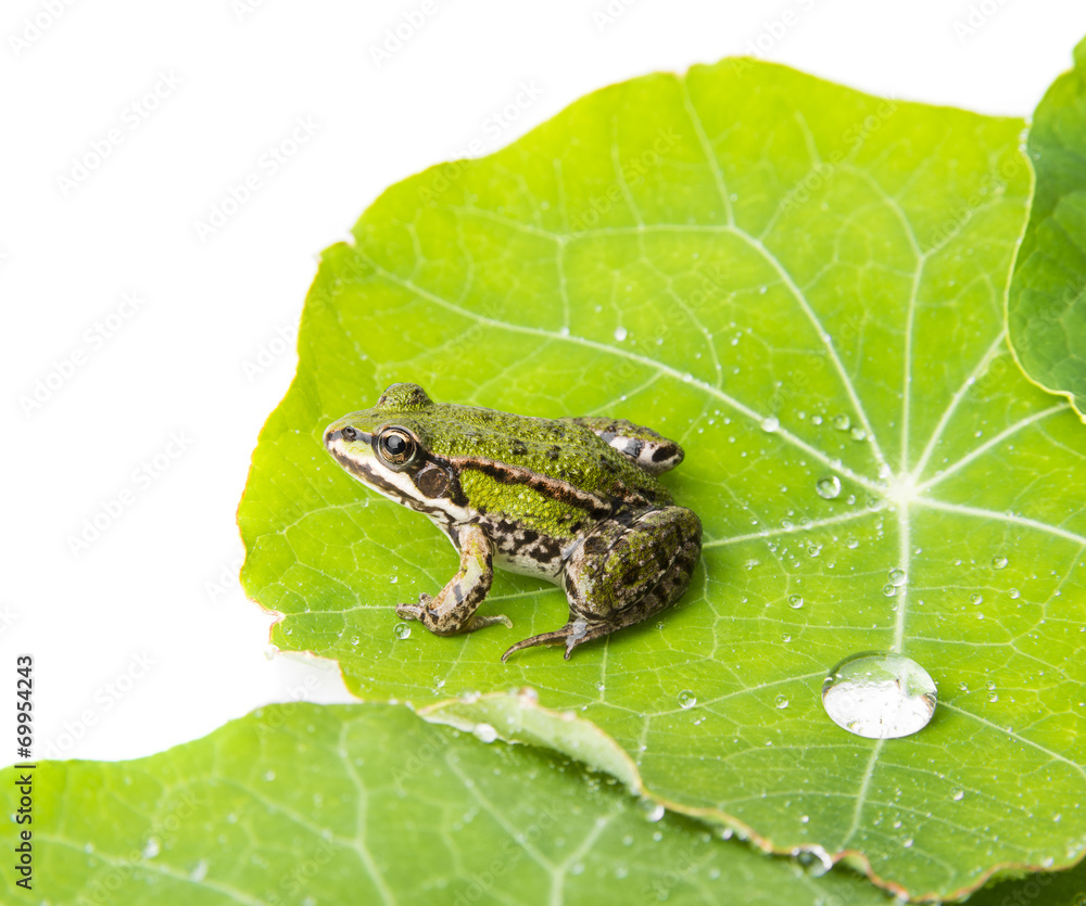 Obraz premium rana esculenta - common european green frog on a dewy leaf
