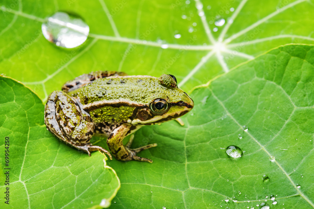 Pelophylax esculentus - common european frog on a dewy leaf Pelophylax esculentus - common european frog on a dewy leaf